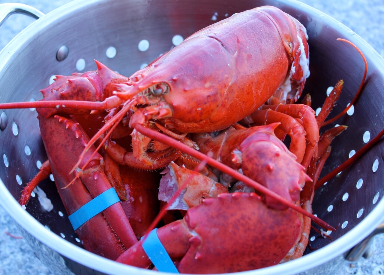 porn lobster porn lobster